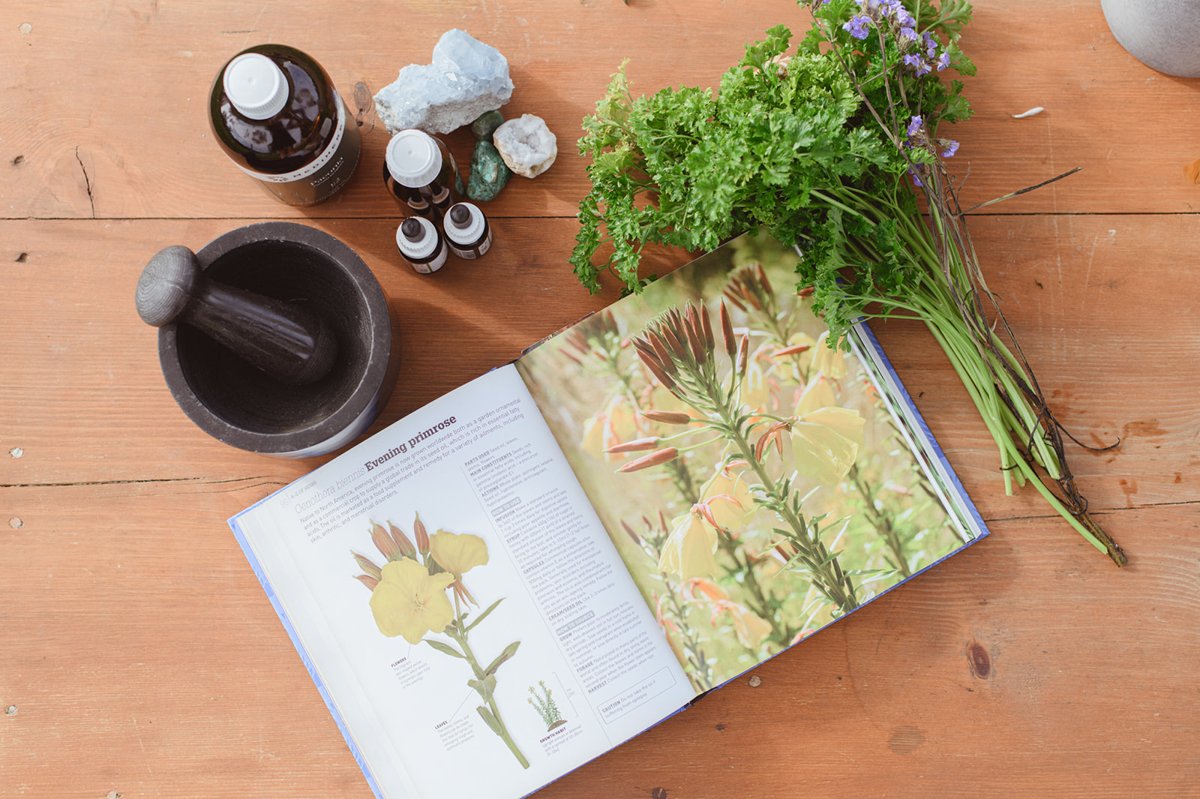 Birdseye evening primrose naturopathic herbal medicine